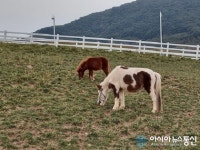 증평 에듀팜 관광특구 벨포레 목장의 가을 풍경