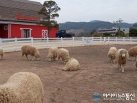 증평 벨포레 양떼 목장 가을정취 ‘물씬’…휴식 취하고 있는 양떼들