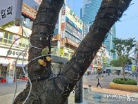 안양 범계 로데오거리, 전기선 감긴 나무들 불쌍하다