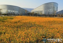 국립세종수목원 사계절전시온실 앞 활짝 핀 코스모스...관람객 홀려