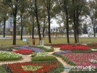 증평 보강천변 꽃 만개…아름다운 가을 풍경 담아 내다