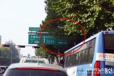 강남구청, 가로수 정비 안하는 이유가 몰까 ?