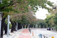 윤중로 가을 단풍구경? 한산하다