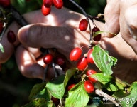 산수유 따서 바로 먹어보는 농촌체험