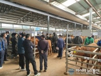 청도축협 동곡가축시장의 치열한 눈치작전