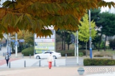 단풍구경 하면서 가로수길 걷기