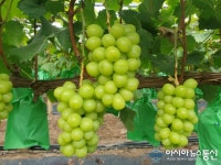 맛도 최고, 품질도 최고...영천 샤인머스켓 포도