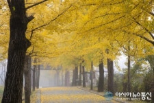 영주 부석사 가을 단풍 끝판왕