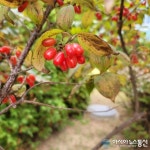산수유로 완성되는 서울의 가을
