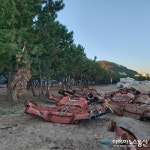 부러진 소나무..나 많이 아파요