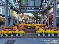 인천 부평구 문화의 거리에서 국화꽃 축제가 열려