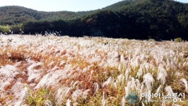 은빛 물결 의령 남강변