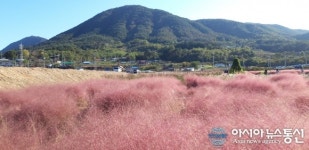 핑크뮬리로 물든 북천 들판