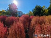 물향기수목원 댑싸리를 아시나요?