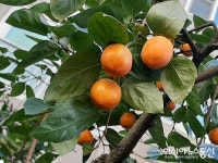 세종에 찾아와 가을 향기 물씬