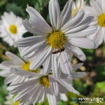 세종시 거리, 구절초 꽃피워