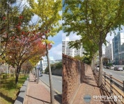 도심속 아름다운 은행나무길 vs 인도위 지뢰밭