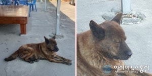 강천 마을서 만난 강아지…나른하니 졸음이 쏟아지네