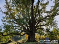 미국 최고령 은행나무와 DNA가 동일한 청도 하평리 은행나무