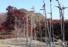 ‘단풍나무와 아침햇살…’ 괴산 환경문화전시장 솟대