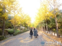 황금빛으로 물든 국립청주박물관 산책로