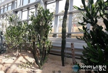 청주시 농업기술센터 열대식물원 각종 선인장 자태