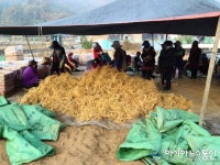 산처럼 쌓인 영주 풍기인삼
