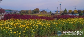 구리한강시민공원을 황금색으로, 천수국 아프리칸메리골드