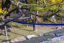 영국사 은행나무…서쪽 가지 하나가 땅에 닿아 뿌리내려 다시자라는 기이한 형상