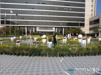 ‘꽃들의 전쟁’…충주시청 광장에 마련된 국화꽃 장관