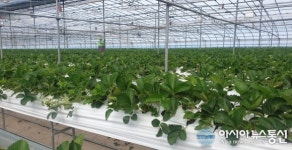 고성군, 딸기 우량모주 공급으로 수출 앞장