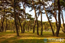 영동 송호리 솔밭은 뭐니해도 소나무가 빚어내는 절묘한 자연미