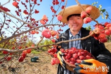 산청 항노화 꾸지뽕 수확 한창