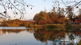 충주 호암지 에워싼 늦가을 단풍