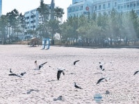 강릉 경포해변, 바다의 왕자 갈매기들의 날개짓