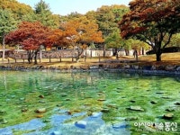 충주 임충민공 충렬사 연못 물고기들의 가을