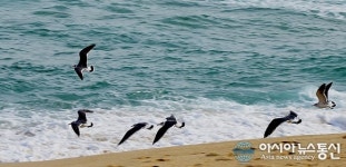 강릉 안목해수욕장 갈매기들의 놀이터