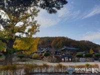 영천 임고서원 500년지기 은행나무 샛노랑으로 물들어