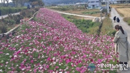 화순 가을 향기 담은 꽃길, 산책 코스로 인기