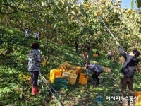 고성군 농업기술센터, 농촌일손돕기 ‘구슬땀’