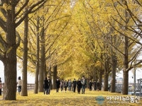 황금빛으로 물든 아산 곡교천 은행나무길