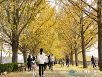 눈부시도록 아름다운 아산 곡교천 은행나무길