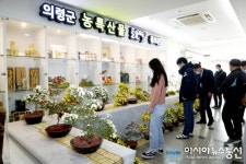 [의령]가을, 국화꽃 향기를 품다