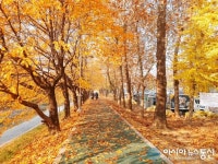 황금빛으로 곱게 물든 양재시민의 숲