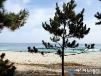 바다와 함께 살고 있는 솔밭길