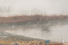대청호의 천의 얼굴…대청호 찾은 겨울철새 대백로