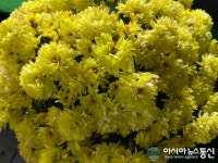 퇴근길, 발거음을 멈추게한 꽃