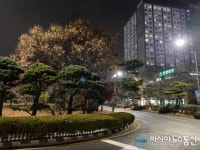 안산 시청 인근 나무들이 잘 꾸며져있다