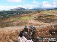 제주도 새별오름 힐링여행…"은빛 억새가 반겨줘요~"