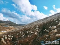 [아통포토] 은빛 억새 물결 속 제주여행…가족과 함께 오고 싶은 힐링 명소